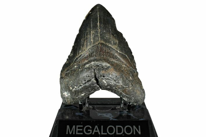 Fossil Megalodon Tooth - North Carolina #349326